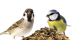 Birds-Seed