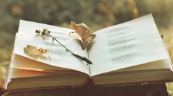 A book likes open, dried leaves lay on its pages.